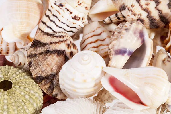 Фон различных типов морских раковин  . — стоковое фото
