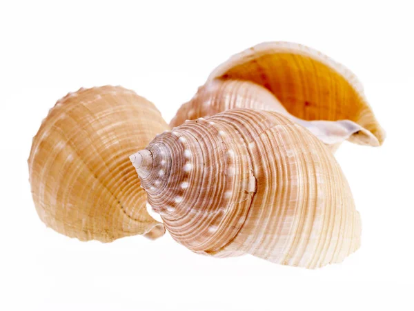 Coquilles de mer d'escargots marins isolés sur fond blanc gros plan — Photo