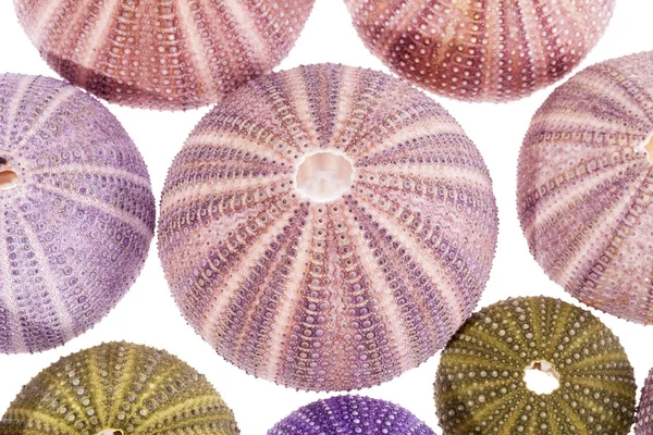 Group of sea shells of sea shells on white background — Stock Photo, Image