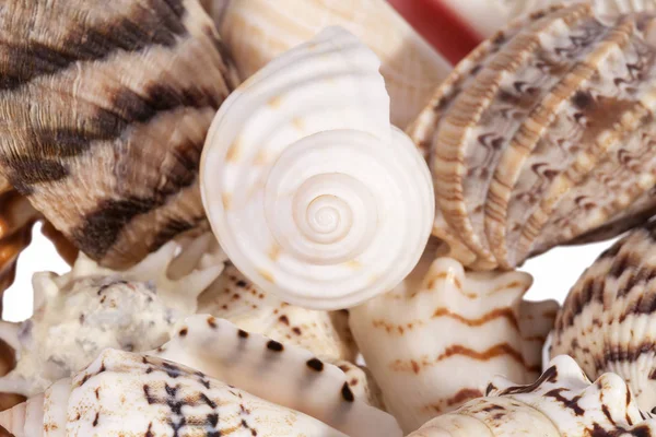 Contexto de vários tipos de conchas do mar — Fotografia de Stock