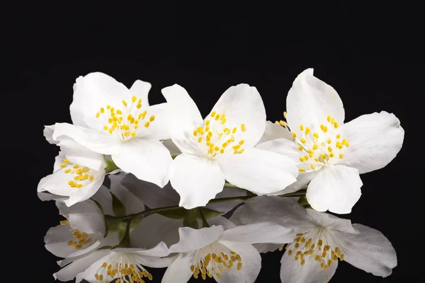 黒の背景に分離されたジャスミンの白い花 — ストック写真