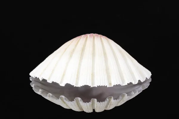 Single sea shell  of  mollusk isolated on black  background — Stock Photo, Image