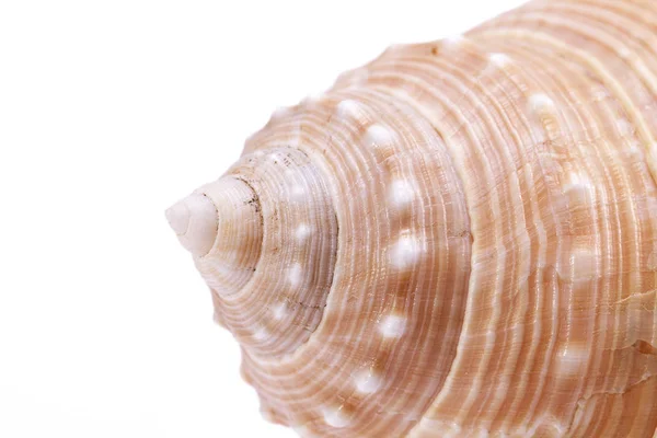 Dettagli di conchiglia di lumaca marina, da vicino — Foto Stock