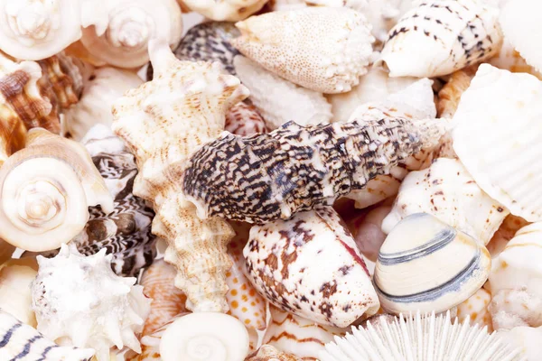 Fundo de vários tipos coloridos de conchas do mar — Fotografia de Stock