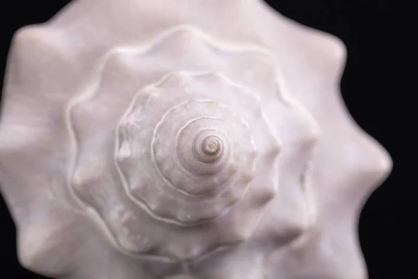 黒の背景に分離された海洋カタツムリの貝殻 — ストック写真
