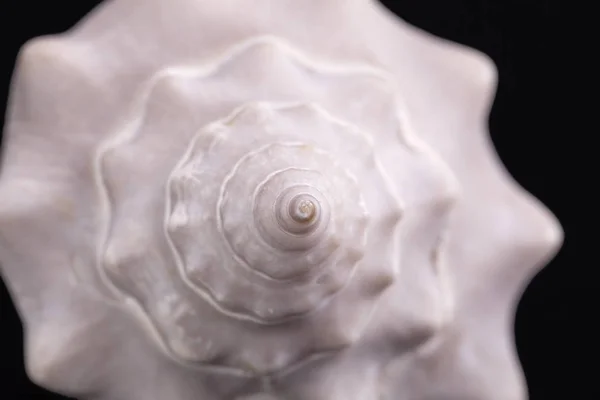 Coquille marine d'escargots marins isolés sur fond noir — Photo