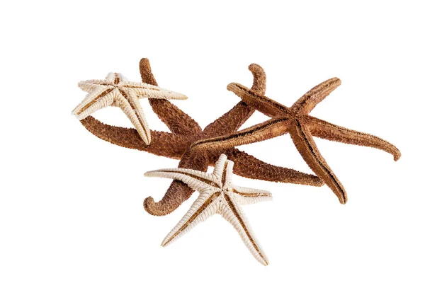 Dried sea stars isolated on white background — Stock Photo, Image
