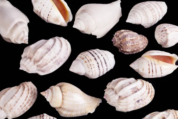 Group of she shells of marine snails isolated on black background — Stock Photo, Image