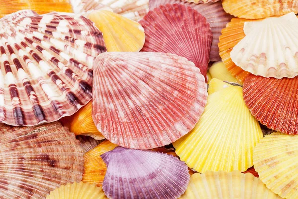 Background of colorful sea shells of mollusk, close up. — Stock Photo, Image