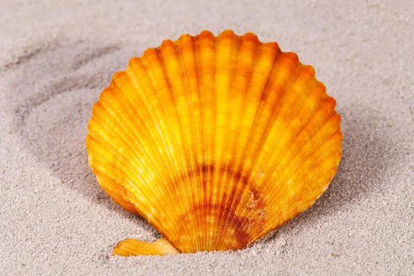 Одна морская раковина моллюска на песке, крупным планом — стоковое фото