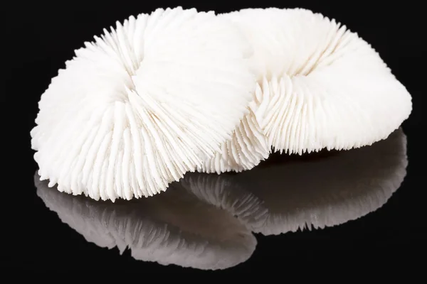 Fungia 산호 검은 배경에 고립의 바다 조개 — 스톡 사진