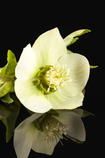 Spring flower of white helleborus isolated on black  background — Stock Photo, Image