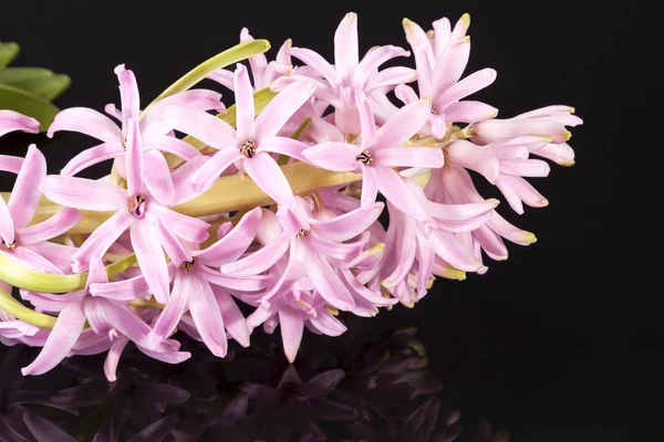 Ανοιξιάτικα λουλούδια του Υάκινθου σε μαύρο φόντο — Φωτογραφία Αρχείου