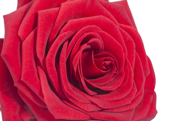 Jediný květ rudou růži na bílém pozadí, blízko nahoru — Stock fotografie