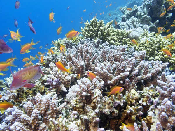 Coral reef with exotic fishes Anthias in tropical sea, underwater — Stock Photo, Image