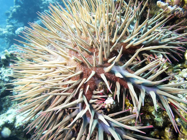 Dornenkrone Seesterne auf dem Grund des tropischen Meeres, unter Wasser — Stockfoto
