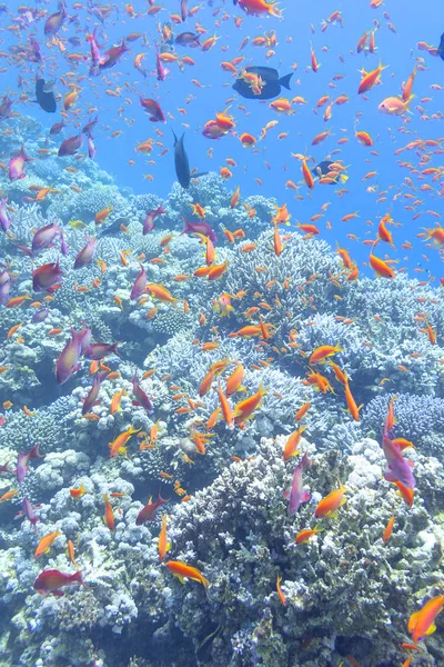 Colorido arrecife de coral con cardumen de peces scalefin anthias en el mar tropical —  Fotos de Stock