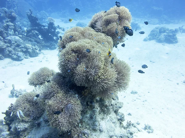 Korálový útes na dně tropické moře, pod vodou — Stock fotografie