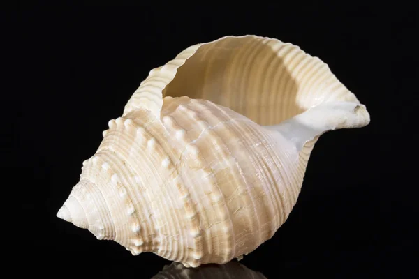 Sea shell of marine snails isolated on black  background — Stock Photo, Image