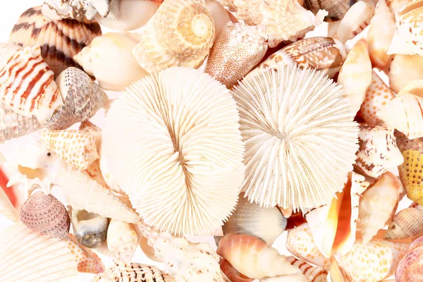 Background of different types of sea shells — Stock Photo, Image