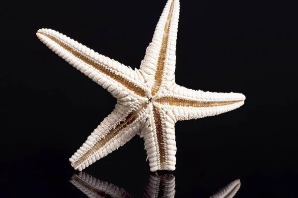 Single dried sea star isolated on black background — Stock Photo, Image