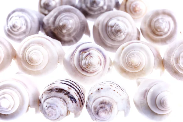 Alguna pequeña concha marina de caracol marino sobre fondo blanco —  Fotos de Stock