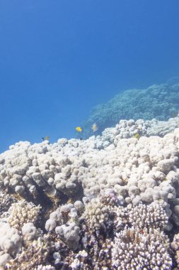 Mercan ile büyük porites mercan sualtı tropikal deniz