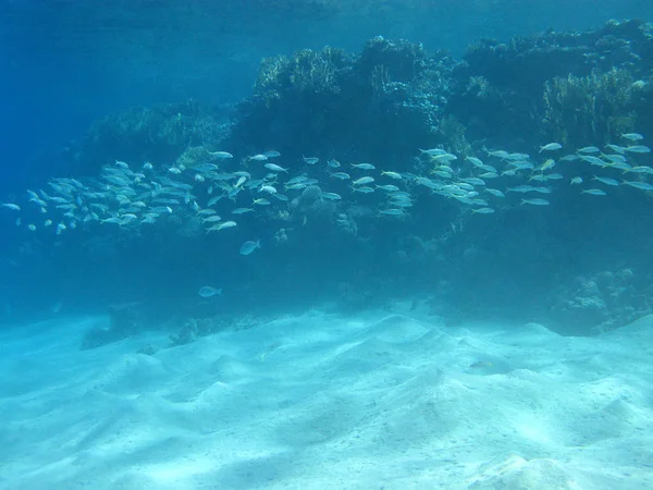 Terumbu karang dengan kawanan ikan kambing di laut tropis, di bawah air — Stok Foto