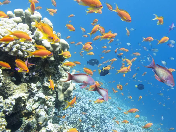 Colorful coral reef with shoal of fishes scalefin anthias in tropical sea — Stock Photo, Image