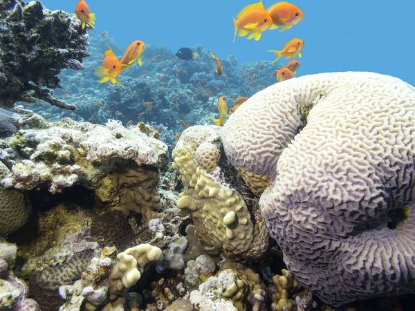 Récif corallien coloré avec haut-fond de poissons écailles anthias en mer tropicale — Photo