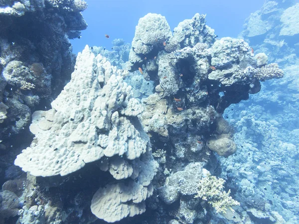 Korallenriff am Grund des tropischen Meeres, unter Wasser — Stockfoto