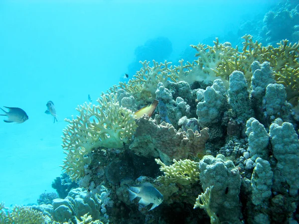 Recife de coral com coral de fogo amarelo no mar tropical, subaquático . — Fotografia de Stock