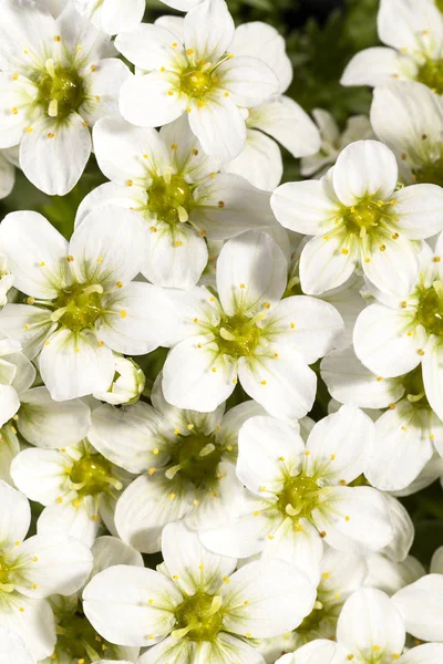 Background of spring flowers white Saxifraga paniculata — Stock Photo, Image