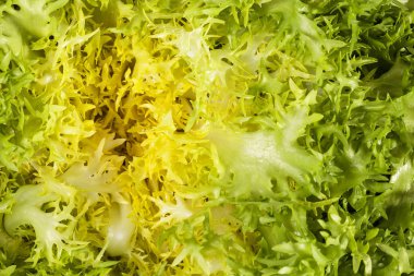 Salata Cichorium endivia, arka planı kapat.