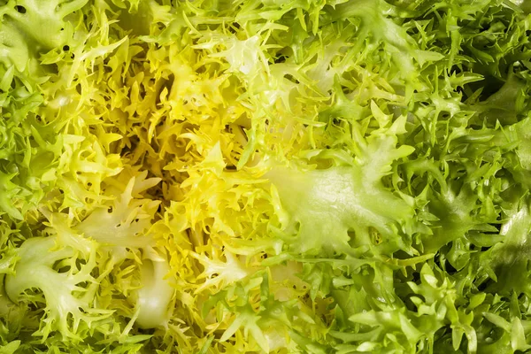 Background of salad Cichorium endivia , close up. — Stock Photo, Image