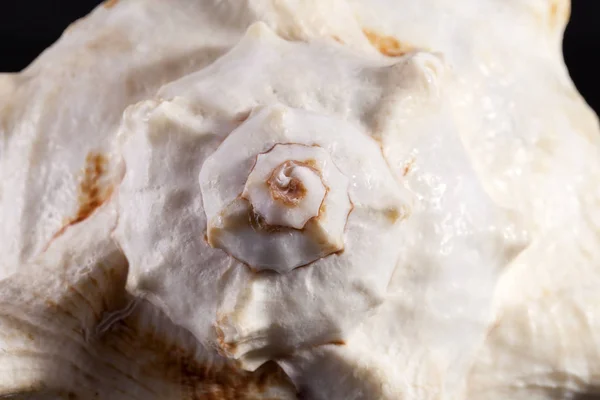 Single  sea shell on black background, close up. — Stock Photo, Image