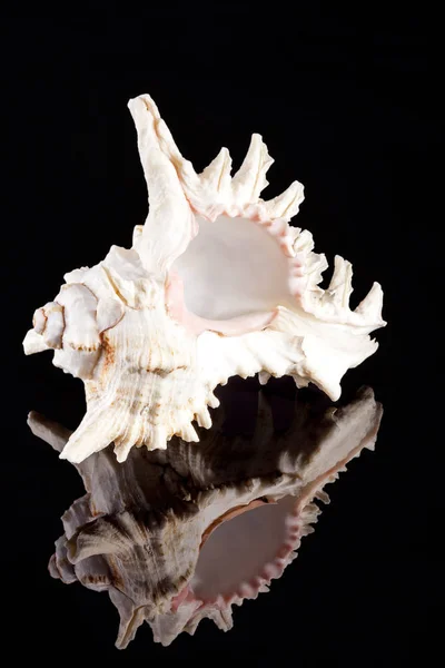 Single  sea shell isolated on black background — Stock Photo, Image