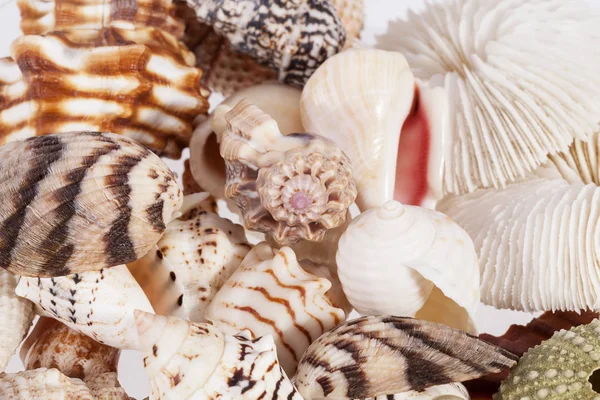 Antecedentes de varios tipos de conchas marinas —  Fotos de Stock