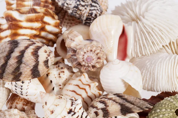 Background of various types of sea shells — Stock Photo, Image