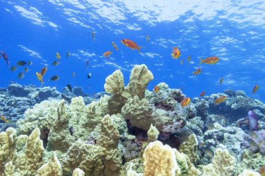 Renkli mercan ile egzotik anthias içinde tropikal deniz, su altında balıklar