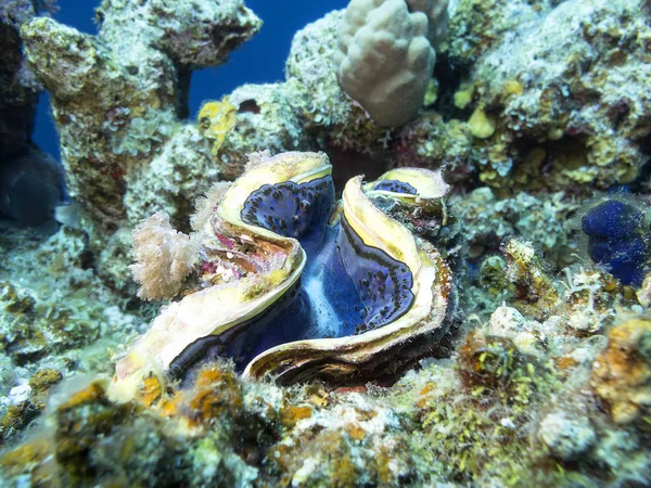 Κοραλλιογενή ύφαλο με Tridacna gigas σε τροπική θάλασσα, υποβρύχια. — Φωτογραφία Αρχείου