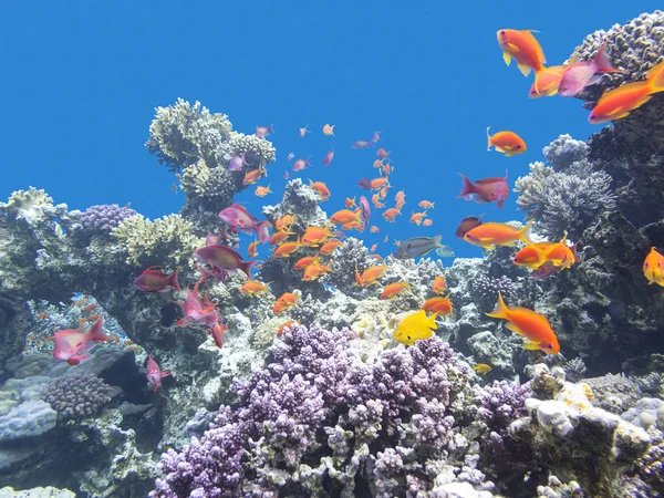 Recife de coral colorido com cardume de peixes scalefin anthias em mar tropical, subaquático — Fotografia de Stock