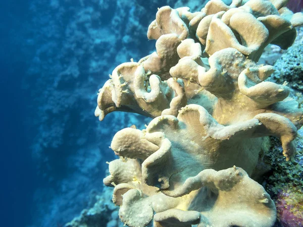 用蘑菇皮革珊瑚在热带海，水下珊瑚礁 — 图库照片