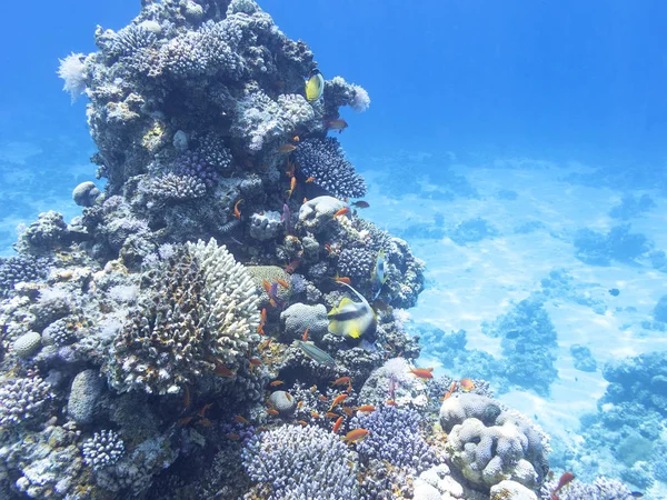 Коралловый риф с экзотическими рыбами Anthias и Schooling bannerfish — стоковое фото