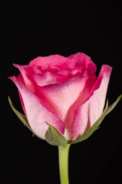 Pembe Gül tek çiçek çiçek izole üzerinde siyah arka plan