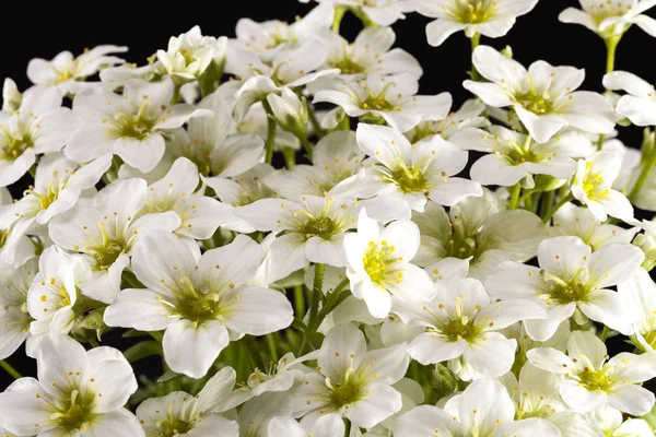 Spring flowers of white  Saxifraga paniculata  on black background — Stock Photo, Image