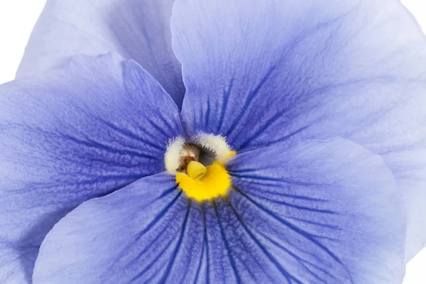 Одинарна квітка блакитних садових каструль на білому тлі, крупним планом — стокове фото