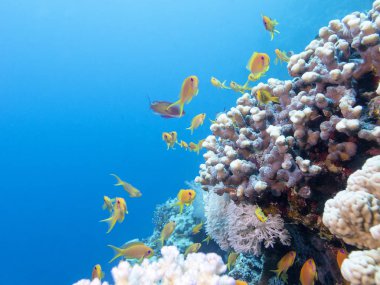 renkli mercan resif balıkları scalefin anthias içinde tropikal deniz balık ile