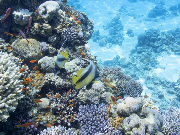 Arrecife de coral con peces exóticos Anthias and Schooling bannerfish, bajo el agua —  Fotos de Stock