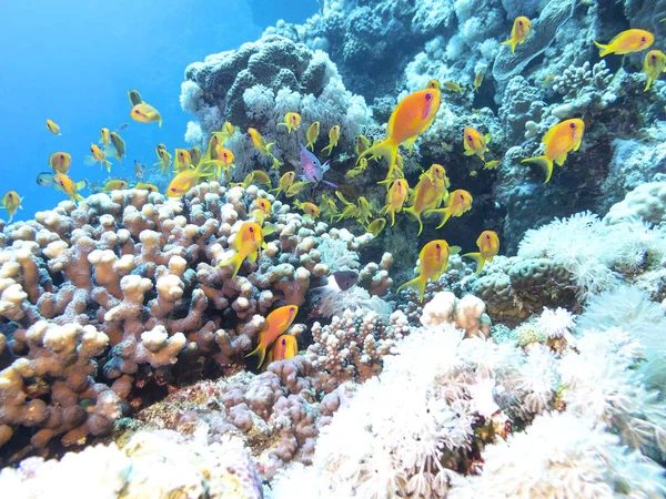 Kleurrijk koraalrif met shoal van vissen scalefin anthias in tropische zee — Stockfoto